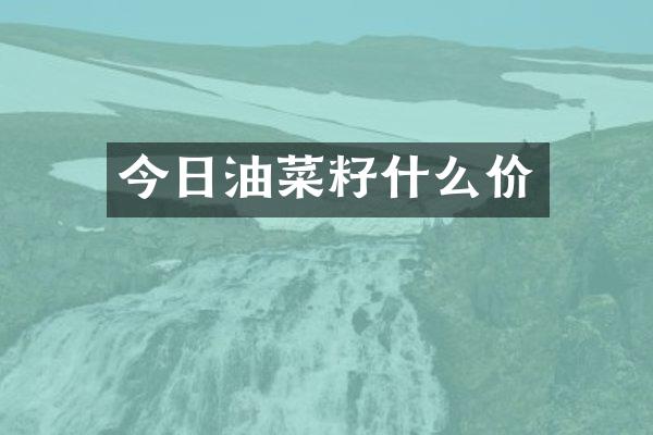 今日油菜籽什么价